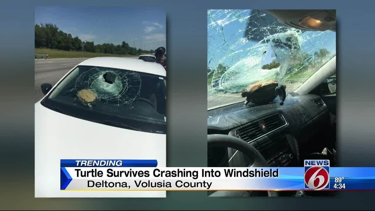Turtle crashes through car windshield on I4, survives